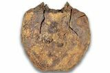 Hadrosaur (Edmontosaurus) Caudal Vertebra Centrum - Montana #324152-3